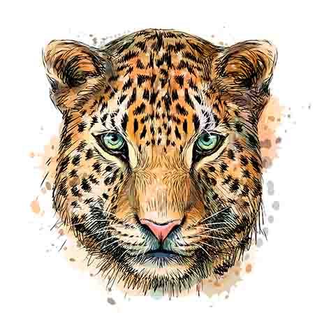 Panther